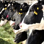 Variation in Feed Lipid Composition and Its Impact on Cow Performance – Dr. Adam Lock